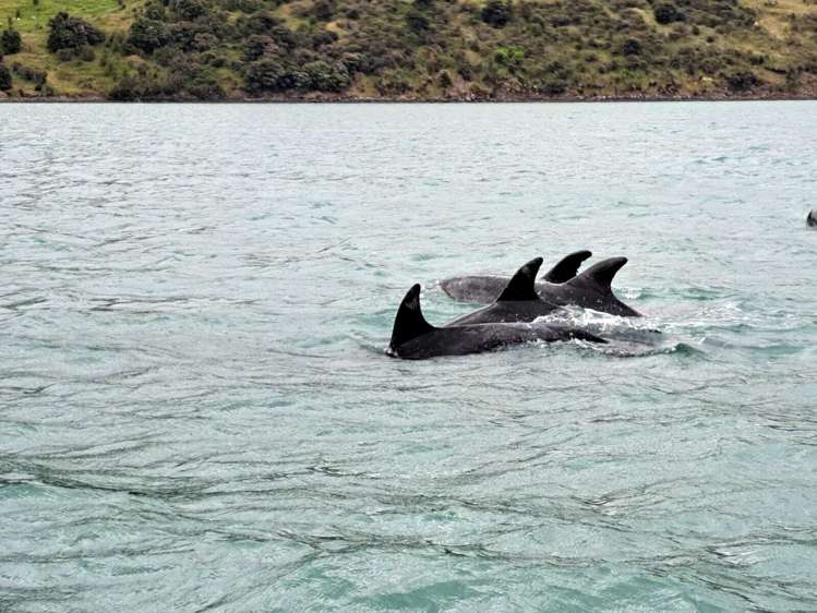 211 Wharf Road Port Levy_35