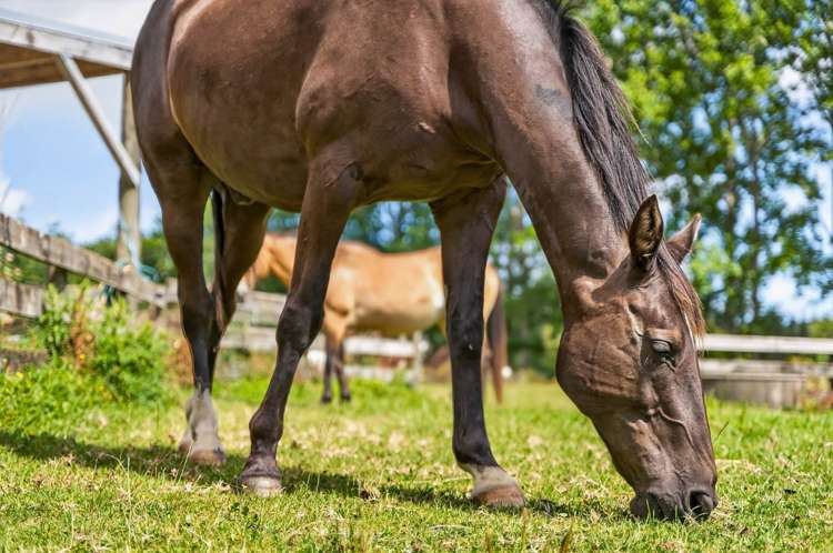 198b Devich Road Mangawhai_22