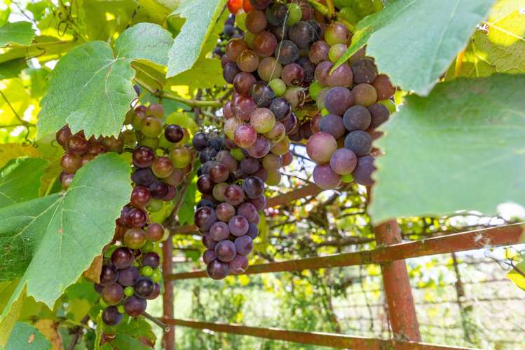 810 Waiterimu Road Waiterimu_17