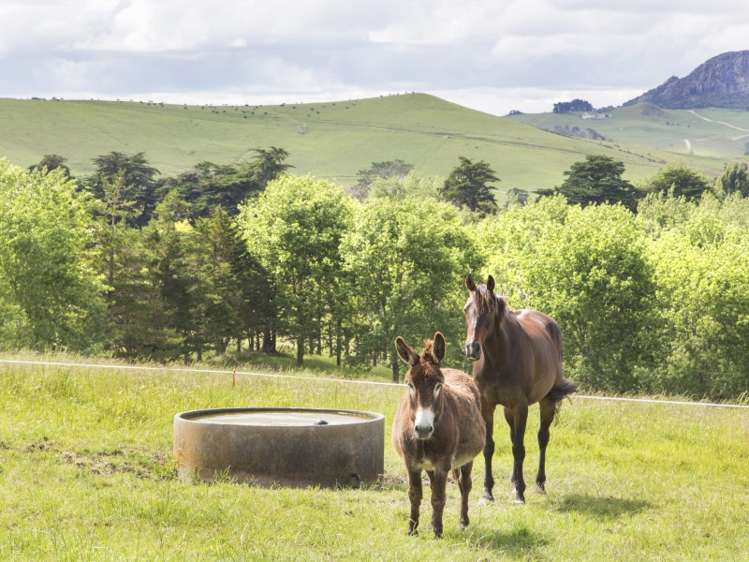 78 Morrison Road Arapohue_19