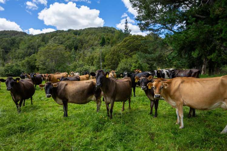 1153 Shenandoah Highway Murchison_38