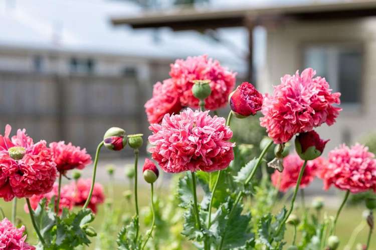 10 Lampard Street Methven_29