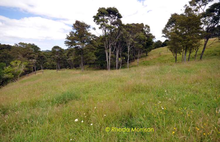 318 Franklin Road Paparoa_70