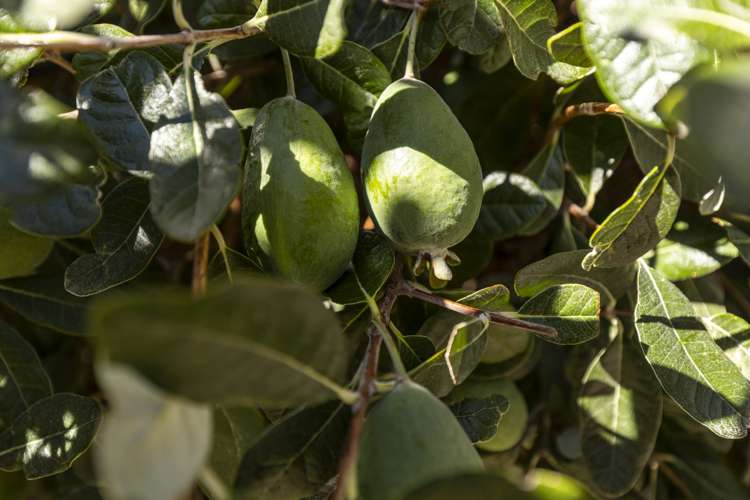 10 Murphys Road Springlands_24