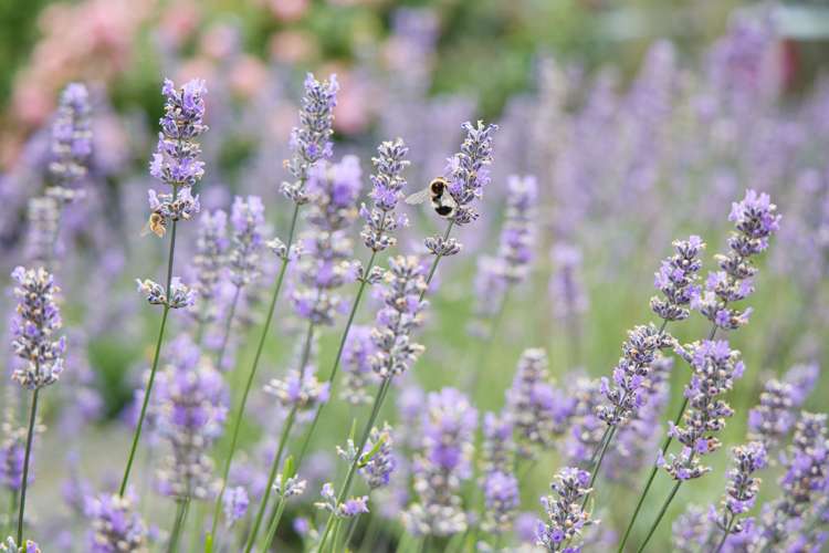 219 Beach Road Kaikoura_26