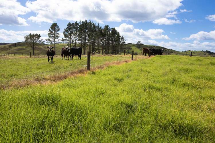 264 Okokako Road Kerikeri_22