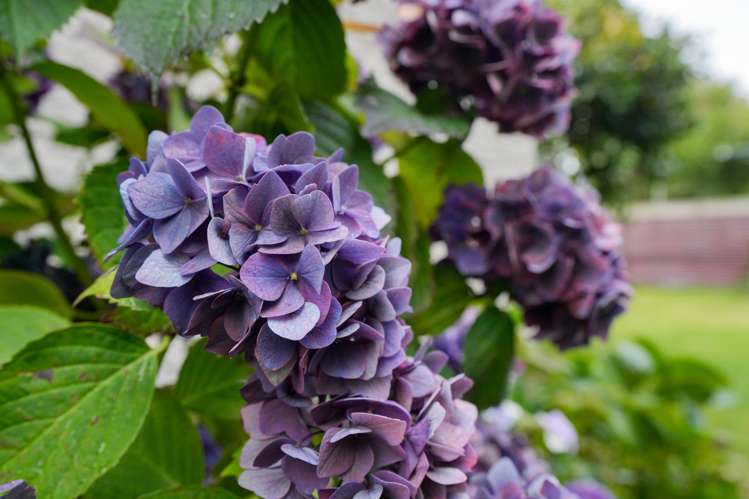 63 Cunningham Street Grasmere_32