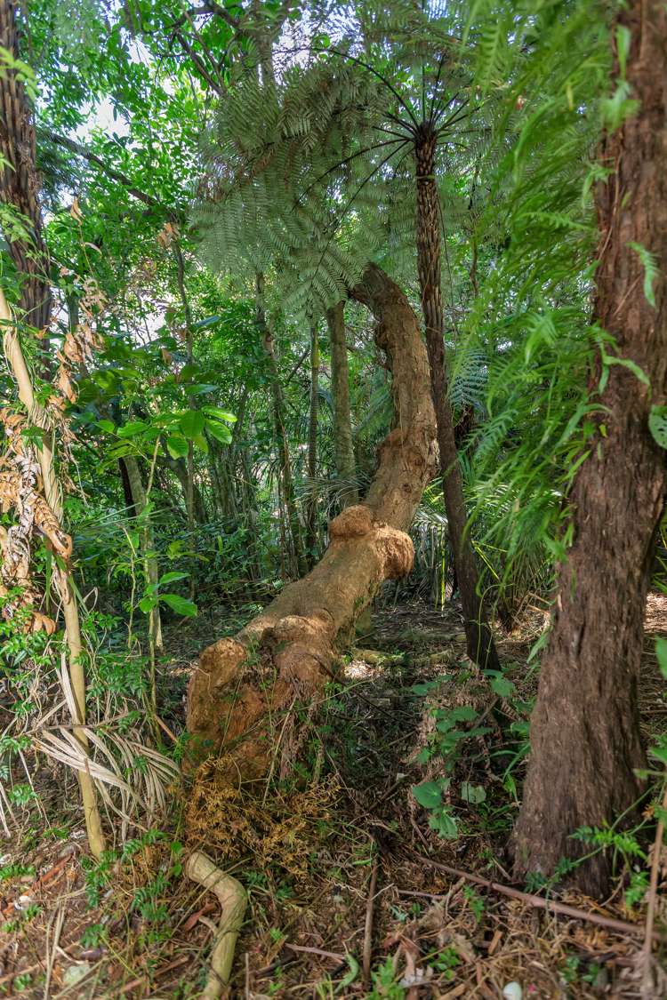 48 Scott Road Tamaterau_15