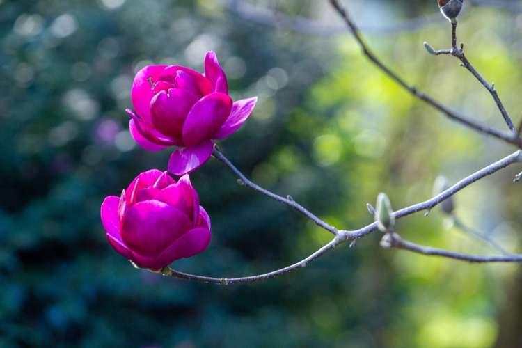 598c Wright Road Aongatete_22