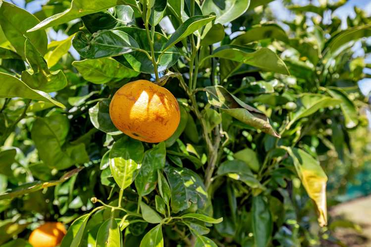 141 Adams Road Glenbervie_34