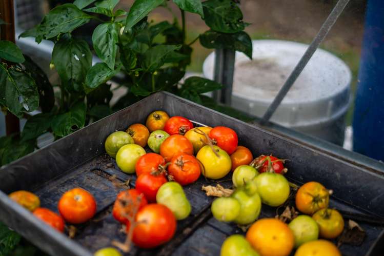 11 Himikera Avenue Avondale_37