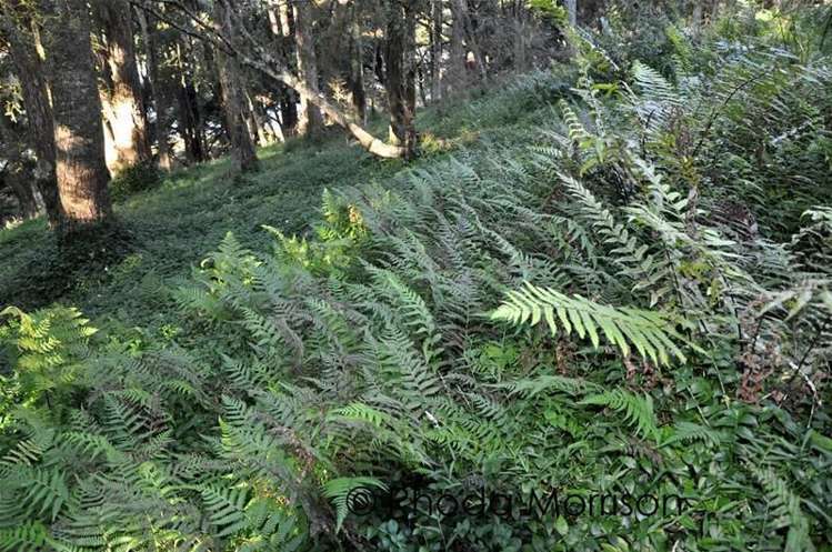 125 Jumna Road Maungaturoto_13