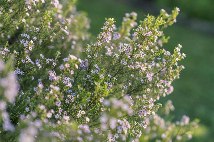 13 View Ridge Drive Ranui_36