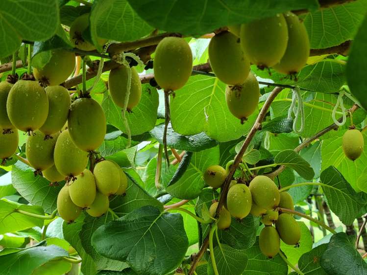 1659 State Highway 10 Kerikeri_5