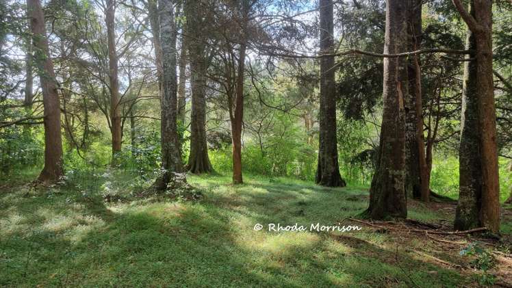 726 Paparoa Station Road Maungaturoto_8