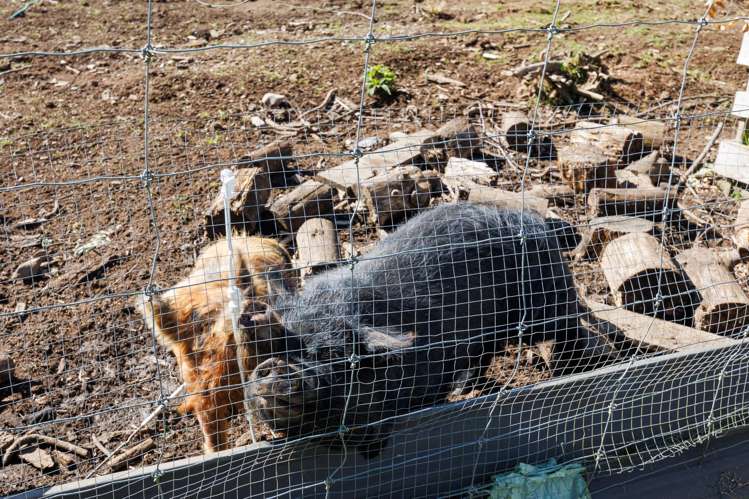 763 Oroua Valley Road Apiti_23