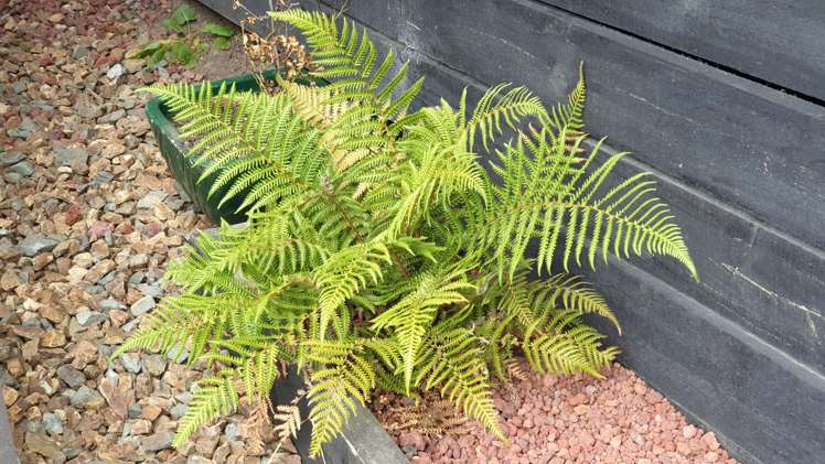 66 Puriri Glade Maungaturoto_28