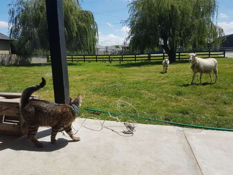 32 Banks Road Matamata_17