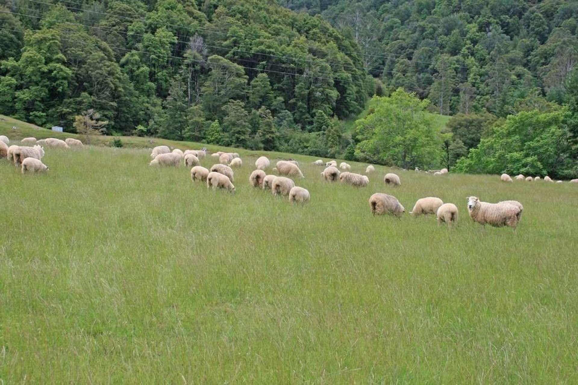 994 Maungatapu Road Rai Valley_0