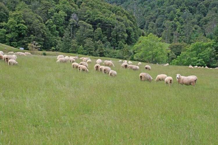 994 Maungatapu Road Rai Valley_0