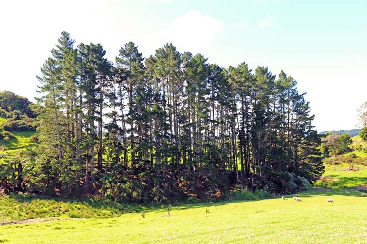 705 Whareora Road Whareora_13