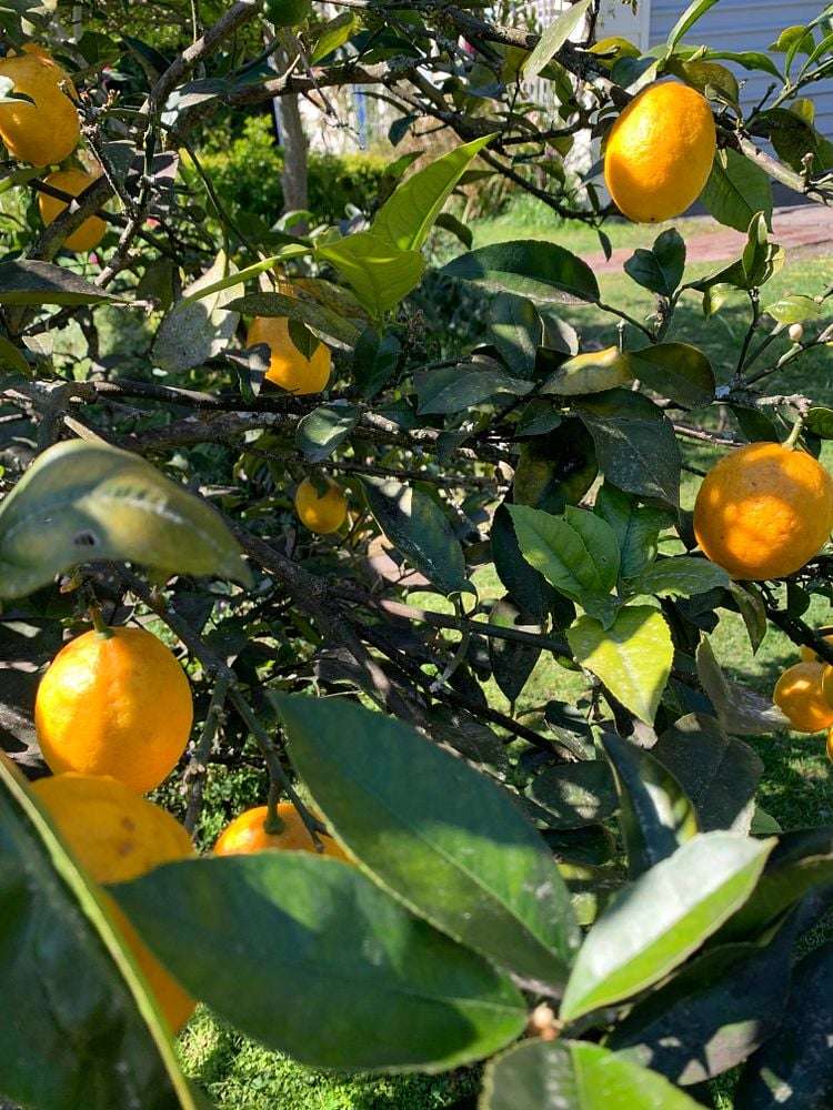 27 Alfred Street Nelson South_19