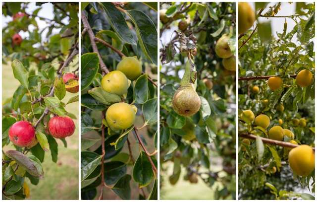 62 Minden Road Te Puna_2