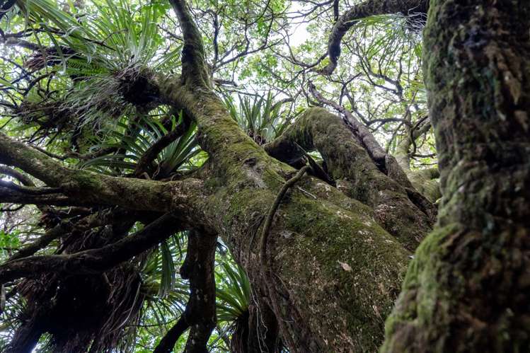 728 Ormiston Road Waipu_34