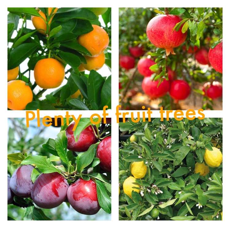 6 James Mcleod Way Silverdale_10