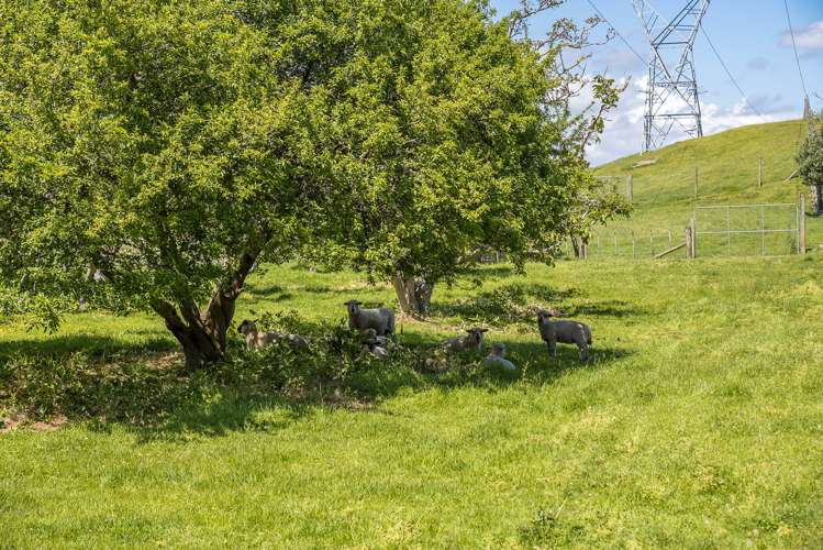 111 Peka Peka Road Peka Peka_5