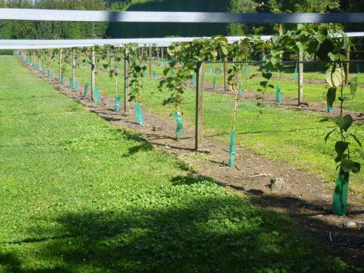 124 Bowman Road Te Awamutu_17