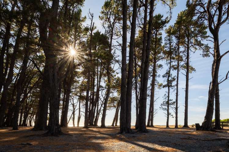 248 Rarangi Beach Road Rarangi_13