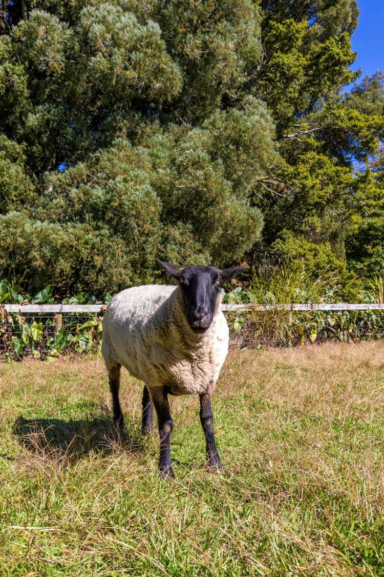 145b Helenslee Road Pokeno_41