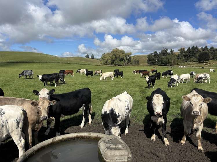 518 Elephant Hill Road Waimate_1