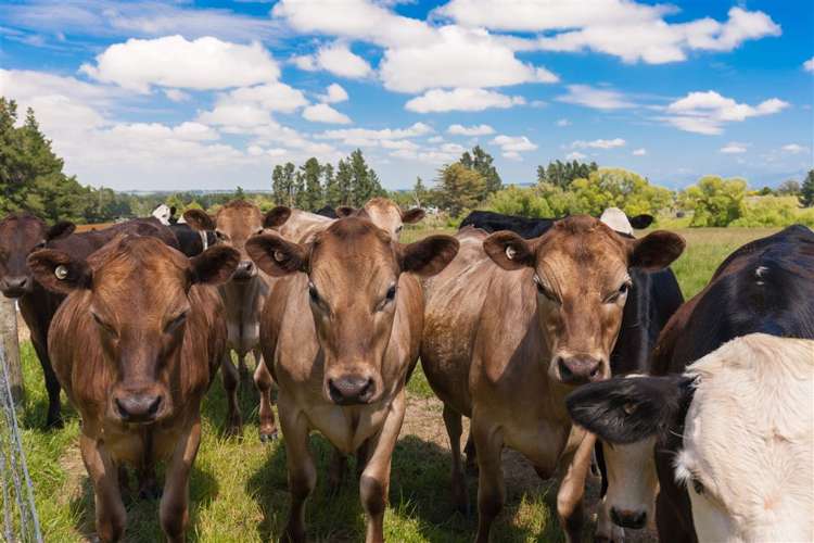 234 Carrs Road Loburn_2