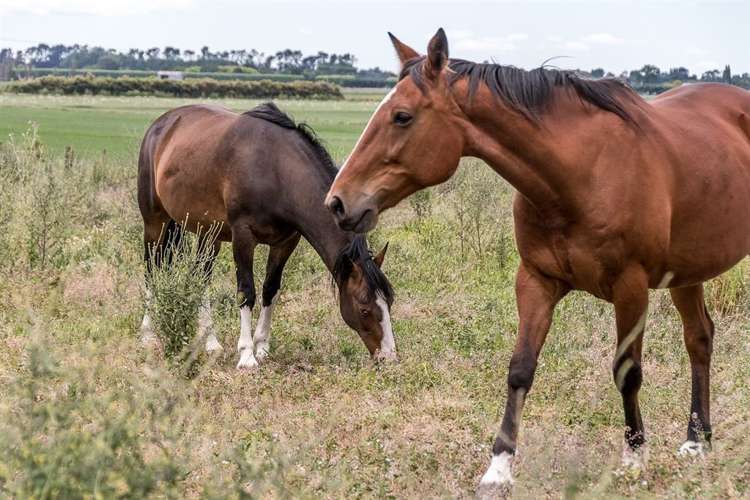 247 Mutiny Road Poukawa_18