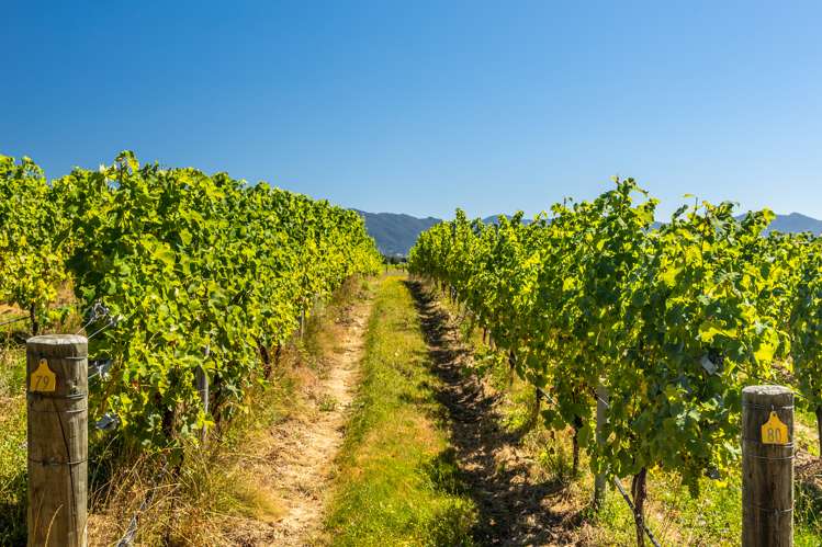 287 Brancott Road Fairhall_13