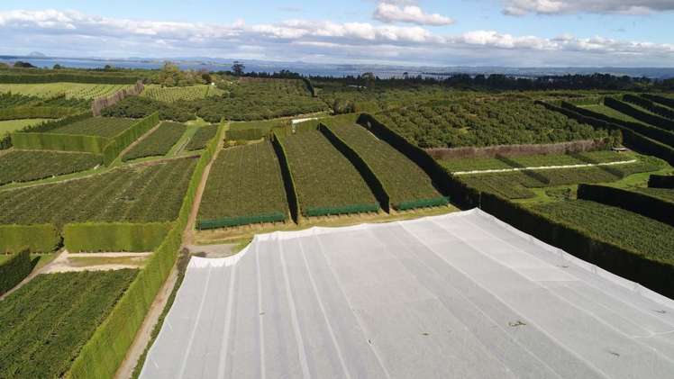 168 Ongare Point Road Hauraki Surrounds_7