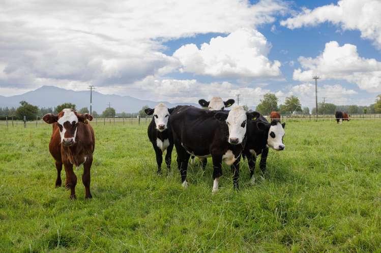 450 Alexandra Road, Manawaru Matamata-piako Surrounds_25