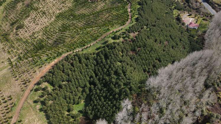 1886A State Highway 5 Waimangu_18