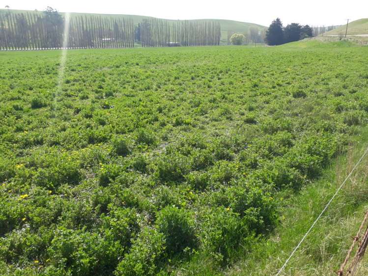 144 Tokarahi-Duntroon Road Five Forks and Surrounds_11