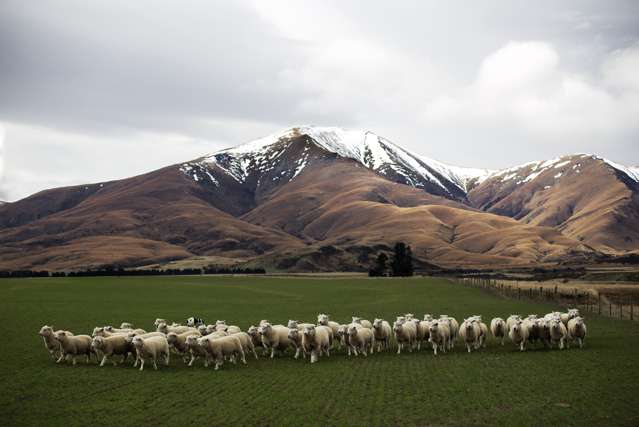 Shortlands; the classic High Country Station