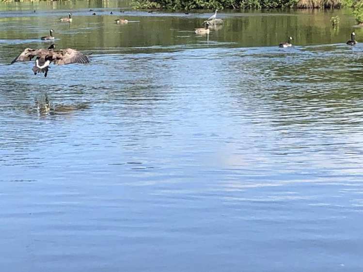 34 Takinga Street Mourea_17