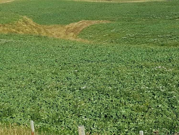 295 Wallaces Ford Road Hindon_8