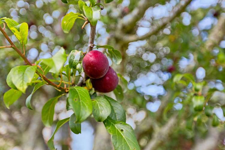 532a State highway 2 Wairoa_10