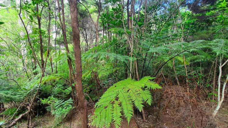 34 Schoolhouse Bay Road Kawau Island_13