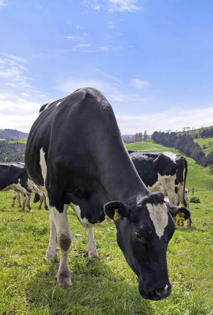 4/366 Karapiro Road Karapiro_25