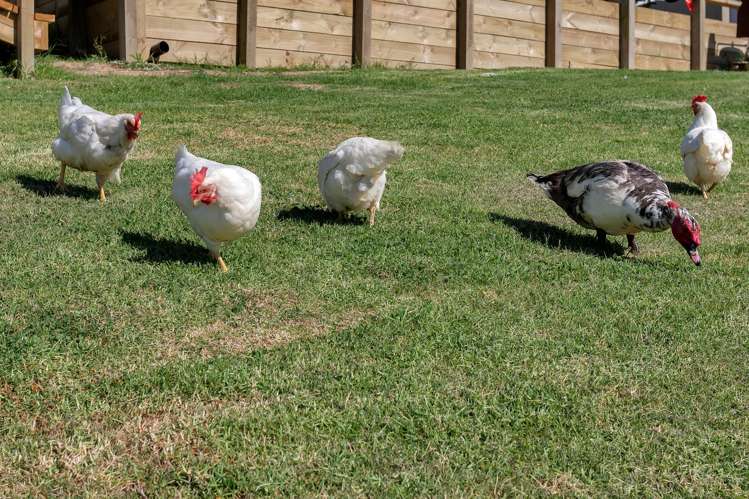 474 Maungakaramea Road Maungakaramea_30