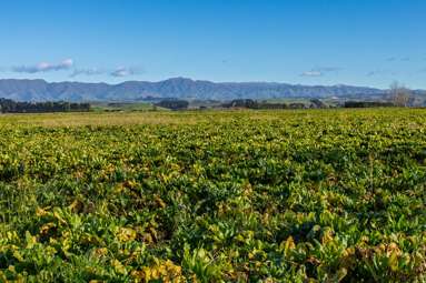 Pareora River Road_2