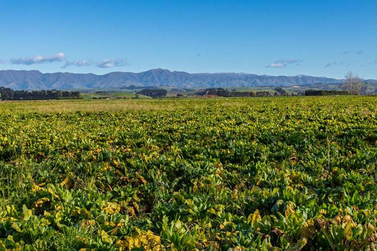 Pareora River Road Southburn_2